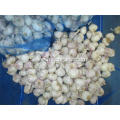 Good Quality 2020 Fresh Normal White Garlic